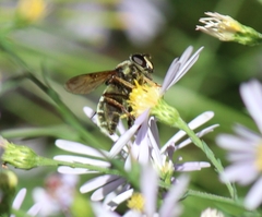 Sericomyia