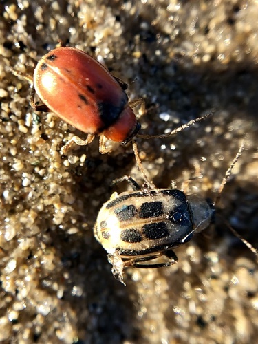 cerotoma trifurcata
