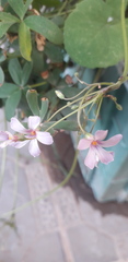 Oxalis bipartita