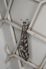 Palparidius capicola