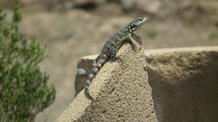 Pseudocordylus subviridis