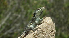 Pseudocordylus subviridis