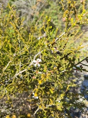 Leptospermum epacridoideum