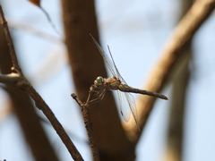 Sympetrum striolatum imitoides