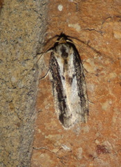 Philobota baryptera