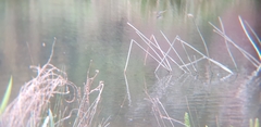 Hirundo neoxena