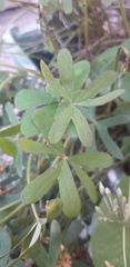Oxalis bipartita