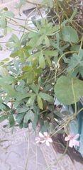 Oxalis bipartita