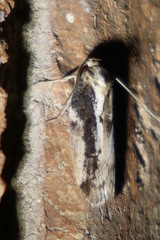 Philobota baryptera
