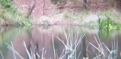 Hirundo neoxena