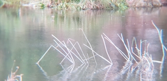 Hirundo neoxena