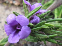 Prostanthera stenophylla