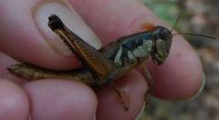 Melanoplus rusticus