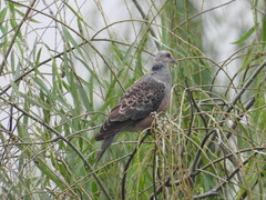 Streptopelia orientalis