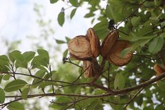 Aspidosperma macrocarpon