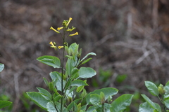 Nicotiana glauca