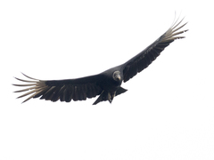 Coragyps atratus