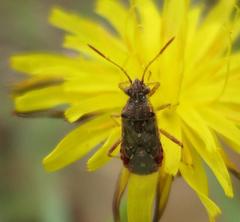 Liorhyssus