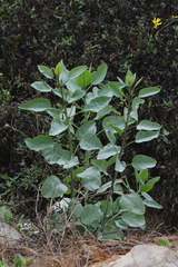 Nicotiana glauca