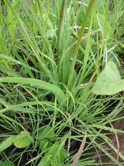 Kniphofia brachystachya