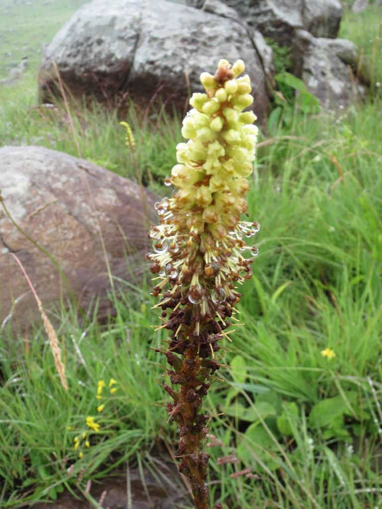 Kniphofia brachystachya