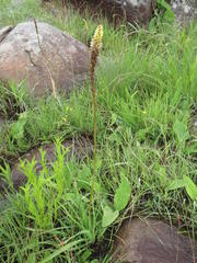 Kniphofia brachystachya