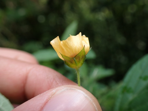 Sida poeppigiana, photograph 6