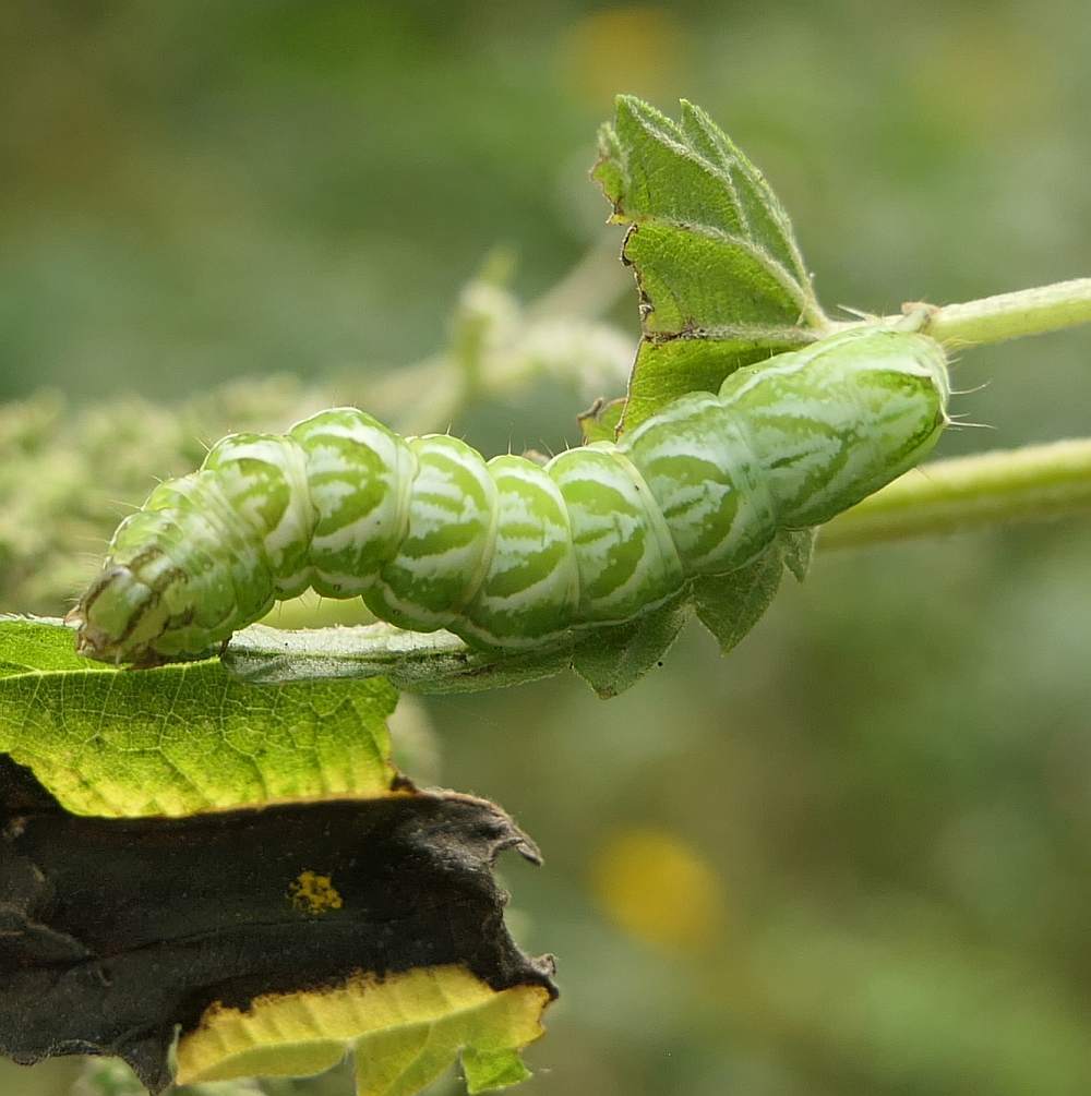 Spectacled Nettle Moth