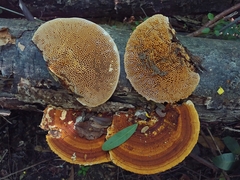 Trametes tenuis