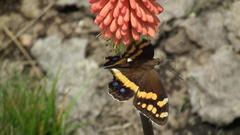 Kniphofia caulescens