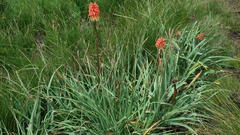 Kniphofia caulescens