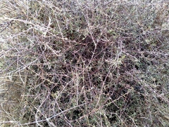 Coprosma elatirioides