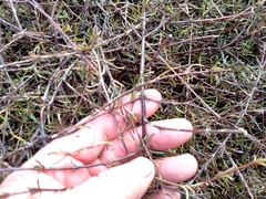 Coprosma elatirioides