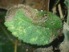 Phytomyza crassiseta