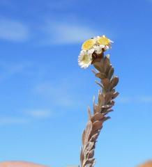 Gnaphalium declinatum