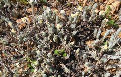 Gnaphalium declinatum