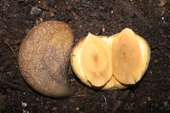 Aspidosperma parvifolium