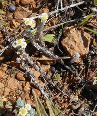 Gnaphalium declinatum