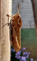 Xyleus discoideus discoideus