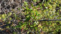 Cliffortia ferruginea