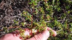 Cliffortia ferruginea