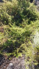 Cliffortia ferruginea