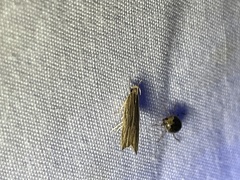 Helcystogramma hystricella