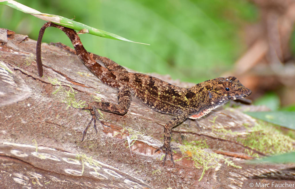 Ahl's Anole