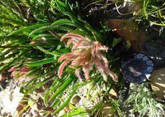 Protea denticulata