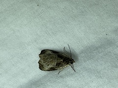 Olethreutes connectum