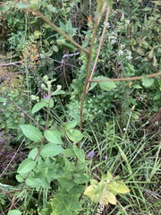 Doellingeria sericocarpoides