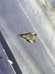 Olethreutes connectum