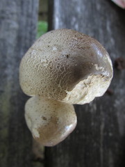 Agaricus approximans