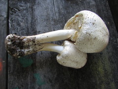 Agaricus approximans